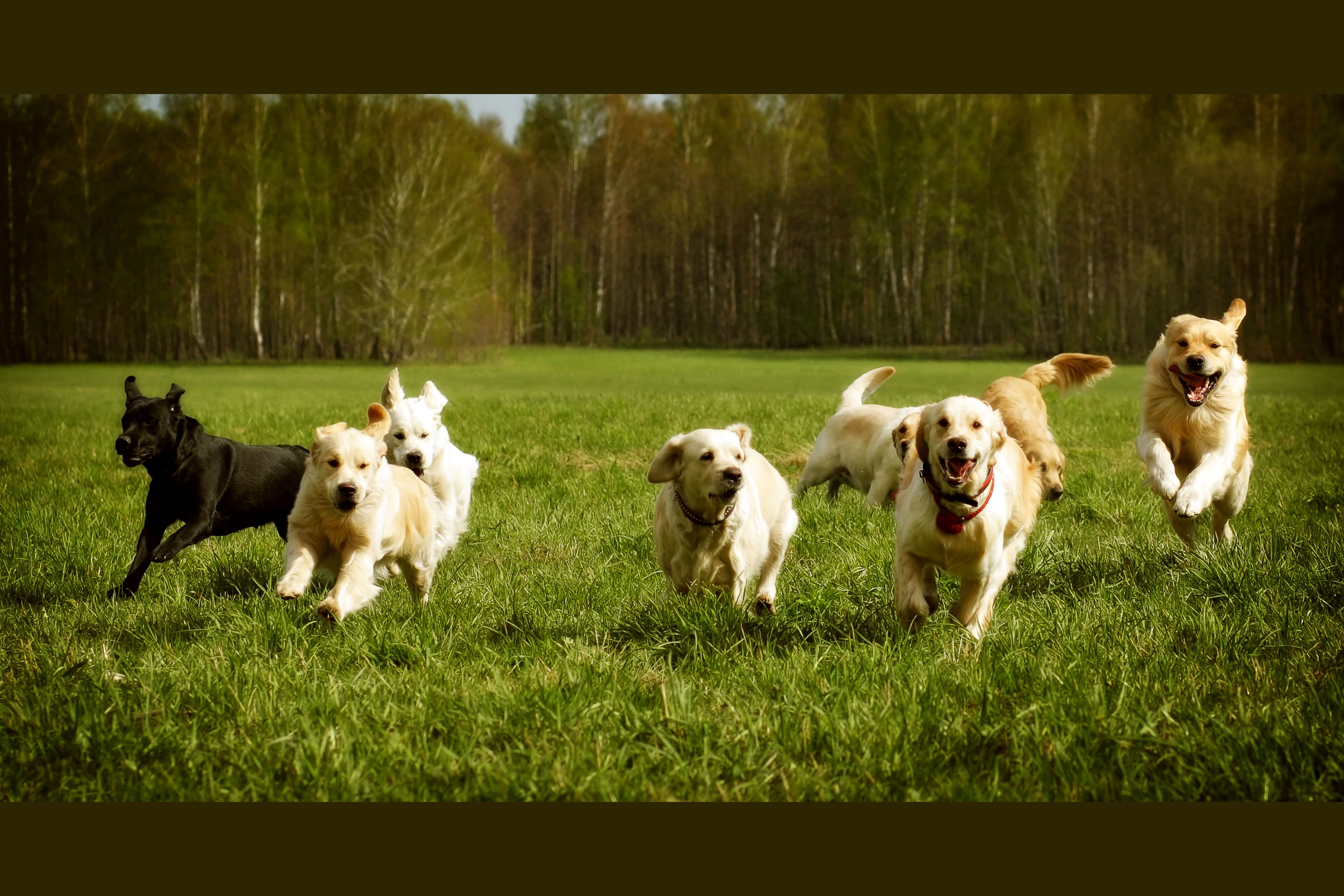 5 группа собак. Группы собак. Группа собак фото. Собака летом. Собака группа животных.