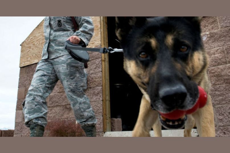 How Much Do You Know About Four Legged Soldiers? Military ...