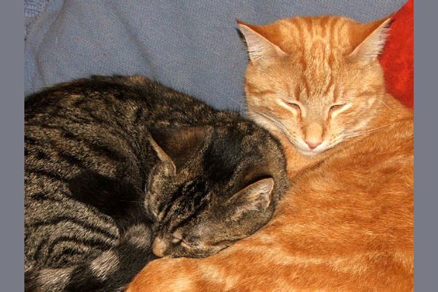 Are You Squirrelflight Or Leafpool