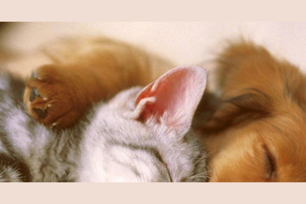 What's your perfect pet quiz!