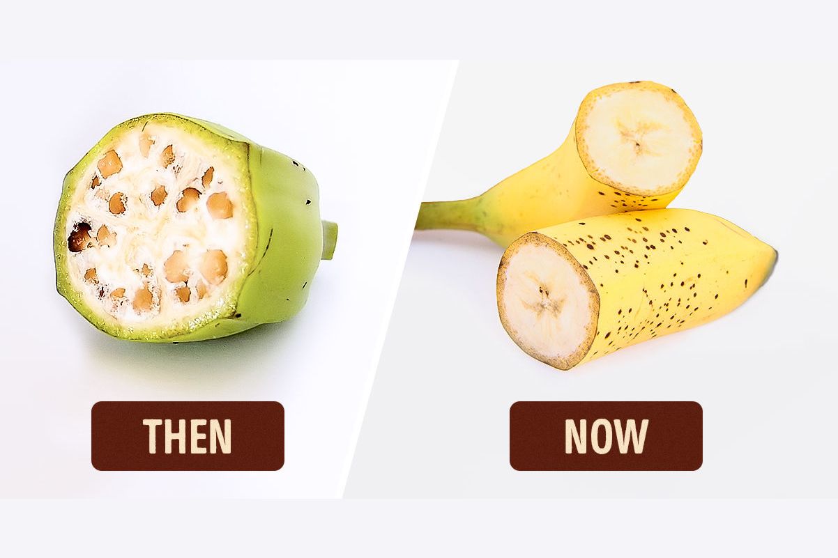 What did fruits and vegetables look like before we domesticated them?