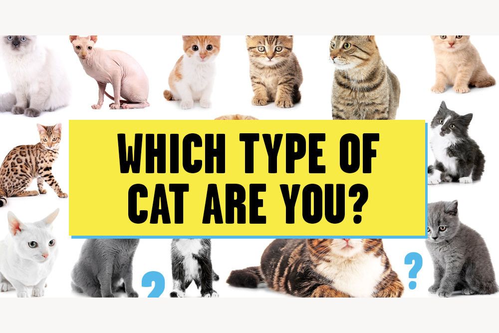 which-breed-of-cat-are-you