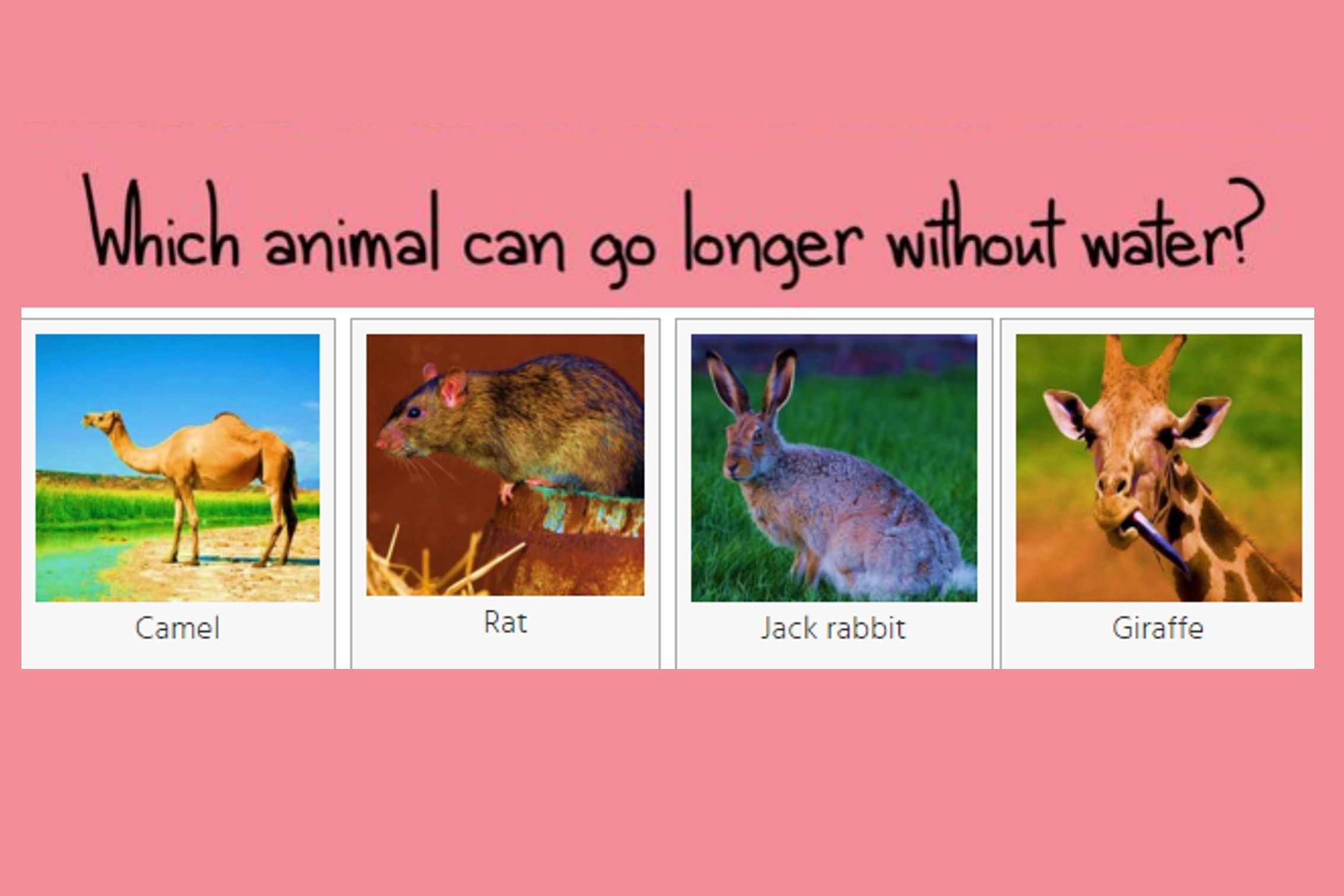 This animal can