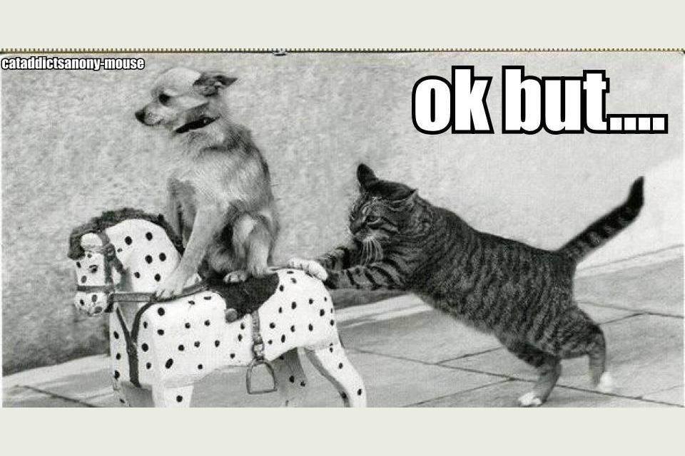 Funny things dogs and cats do that make us love their species even more