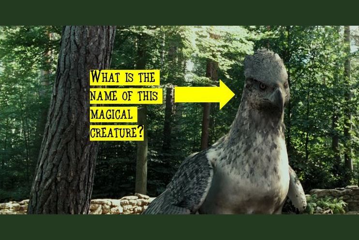 Only 3% Of Harry Potter Fans Will Pass This Care of Magical Creatures Test