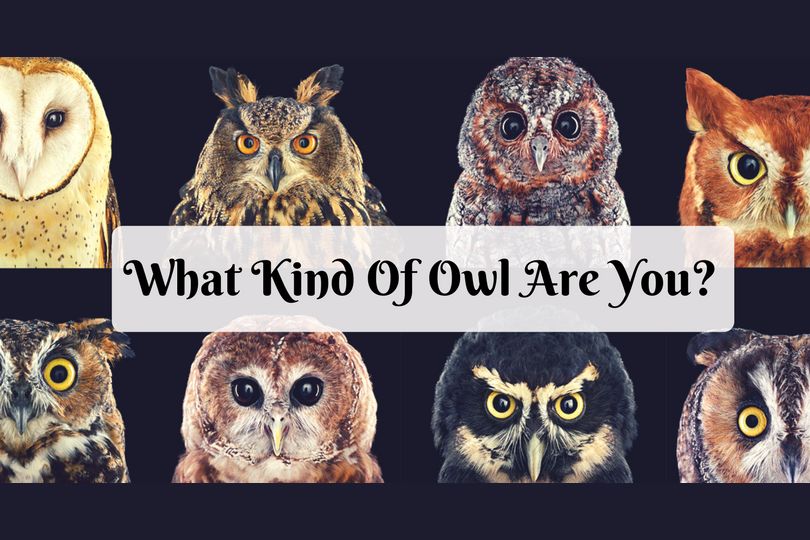 What Type Of Owl Are You?