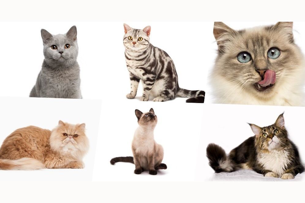 QUIZ: Your Personality Is Exactly Like a Cat's -- But Which One?