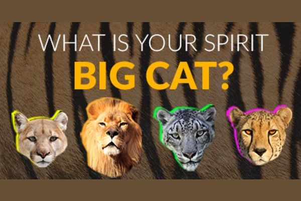 Which Big Cat Is Your Spirit Animal?