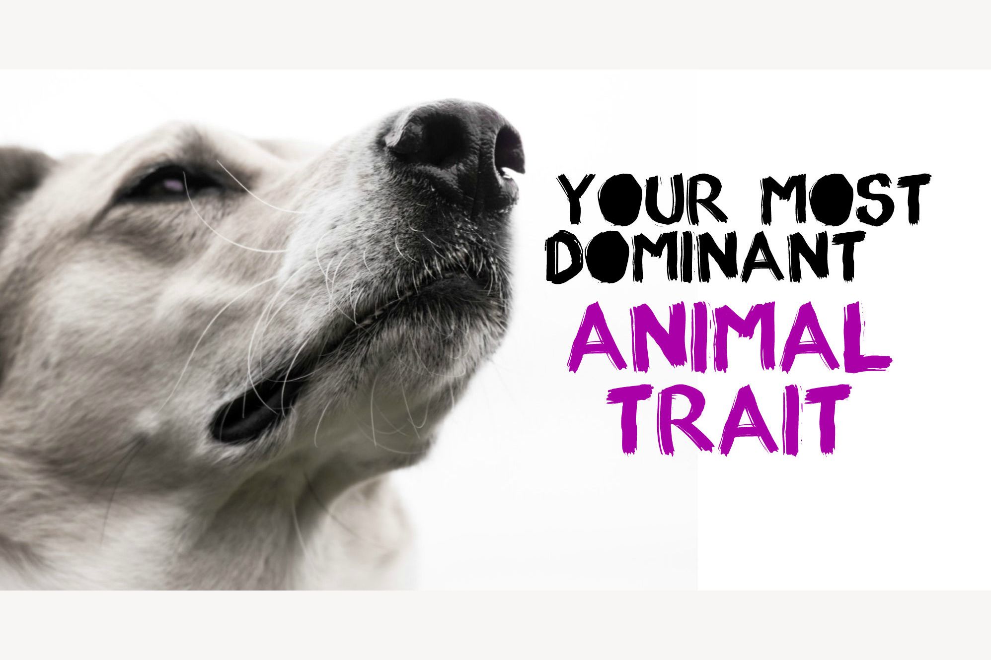 What Are Your Most Dominant Animal Traits?