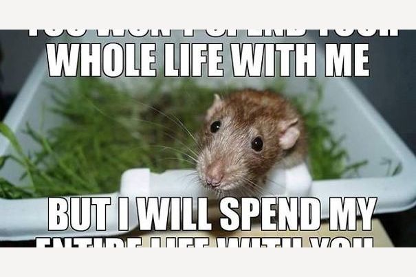 These Adorable Memes Star The Most Unlikely Of Companions