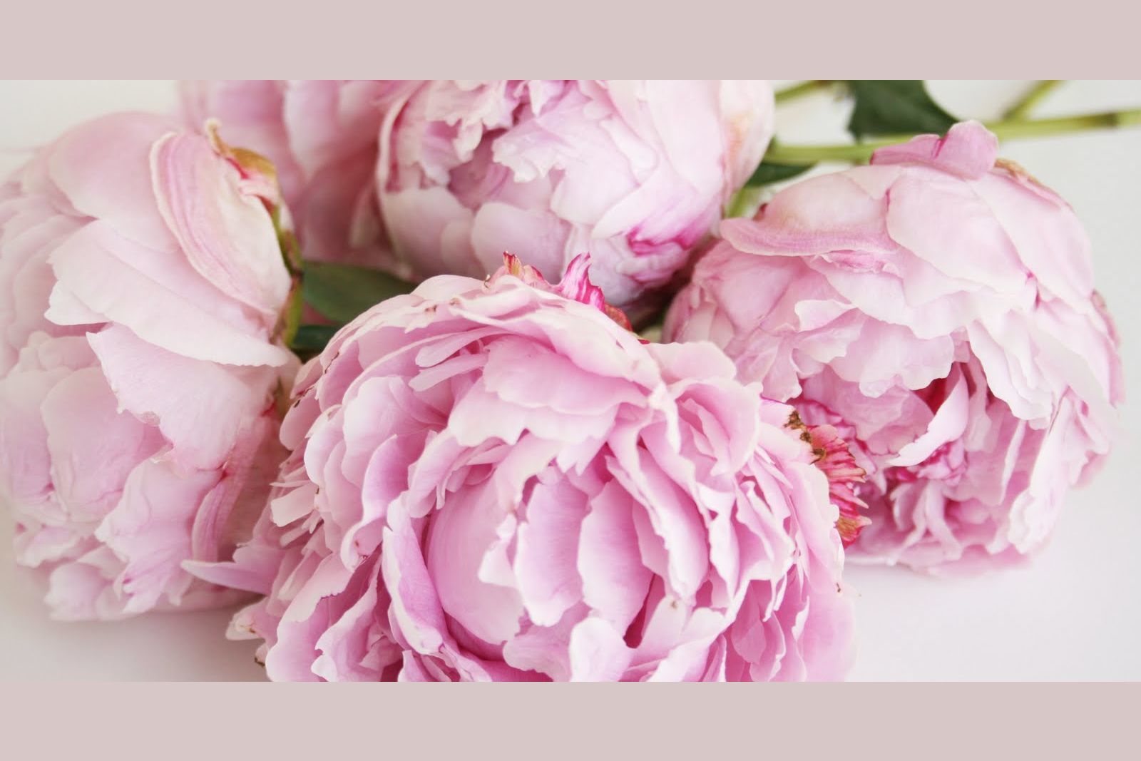 Картинки цветов пионов. Пиони Пинк (Peony Pink). Пионовидная роза Peony Pink. Елизавета Яшина нежные пионы. Пион микс с5.