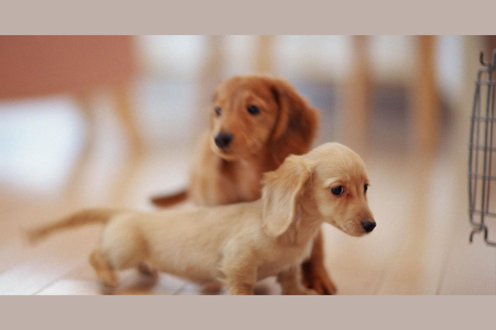 What dog/puppy should you have to look after?