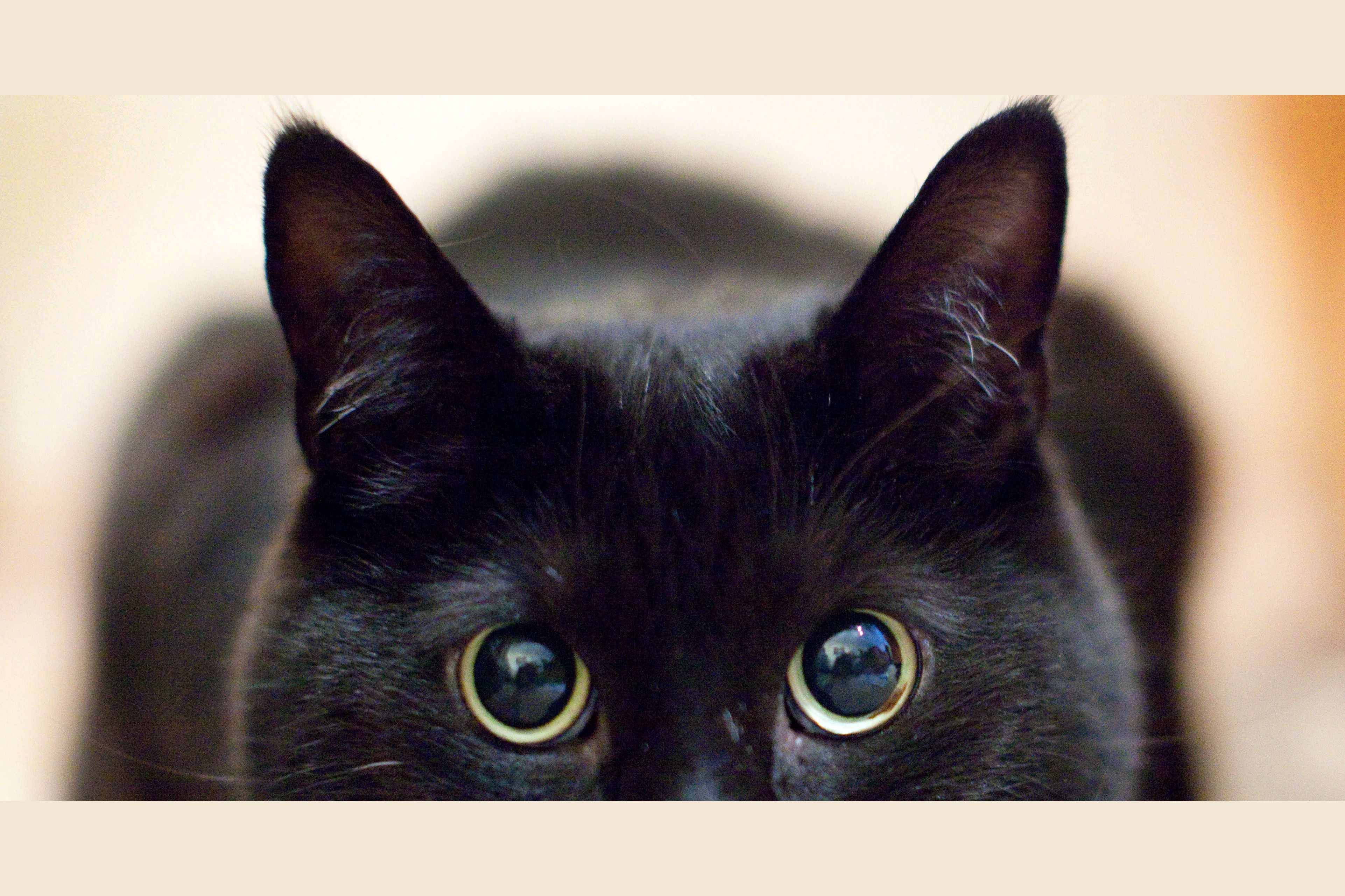  Brauchen wir die Katzensteuer? 