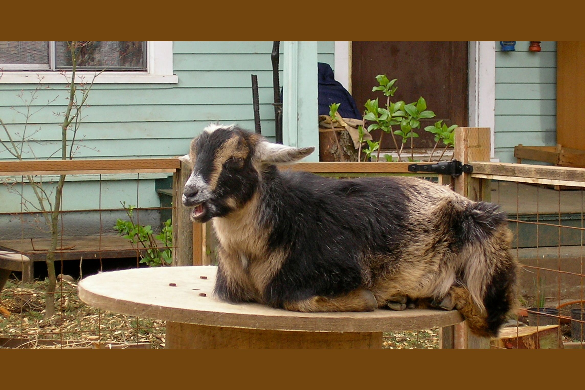 What Urban Farm Animal Will You Raise?