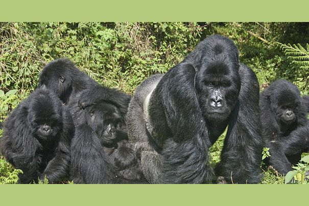 communication-skills-that-gorillas-use-to-teach-to-others