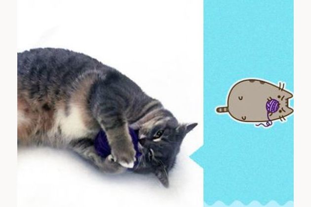 Pusheen the deals cat real life