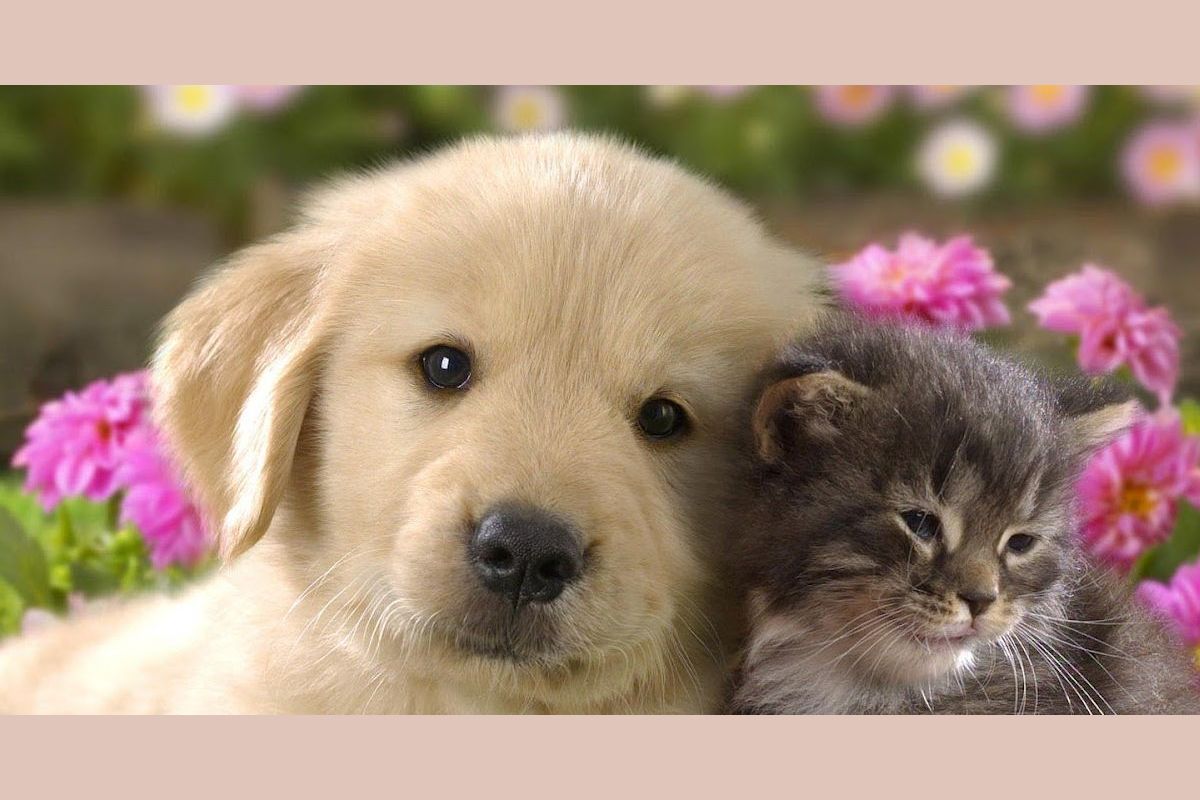 Good pets than dogs. Милые картинки собак и кошек. Какие бывают кошки и собаки. Эстетичные кошки и собаки. Dogs are (friendly) than Cats.