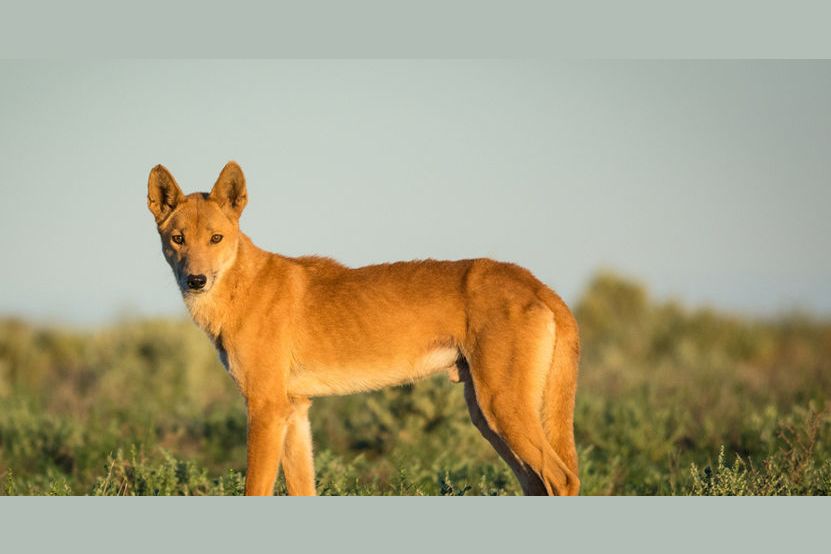 Можно ли приручить собаку Динго?