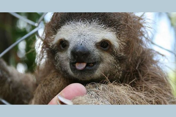 What Sloth Fits Your Personality?
