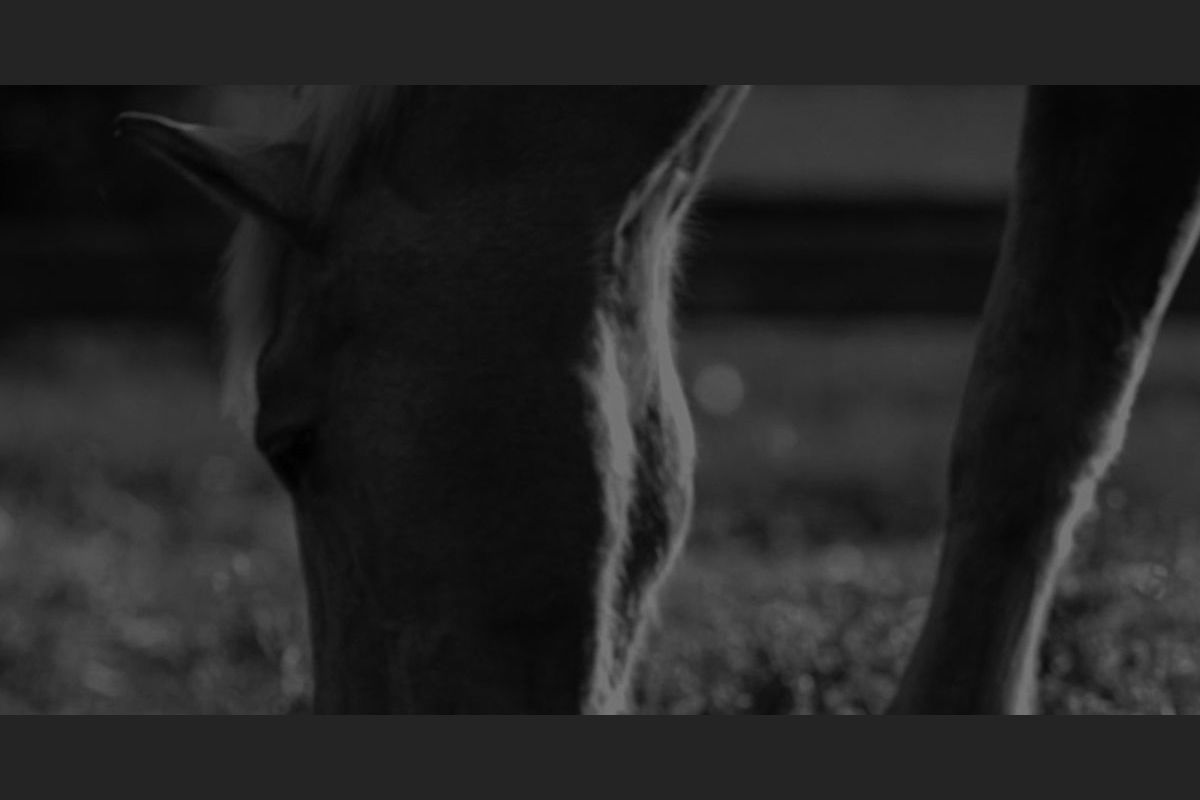 Test Your Equine Nutrition Knowledge