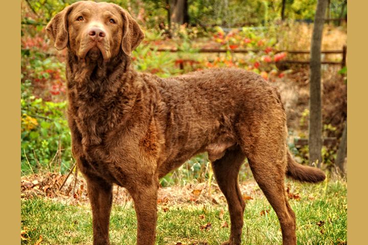 あなたはこれらの犬種を言い当てることができますか