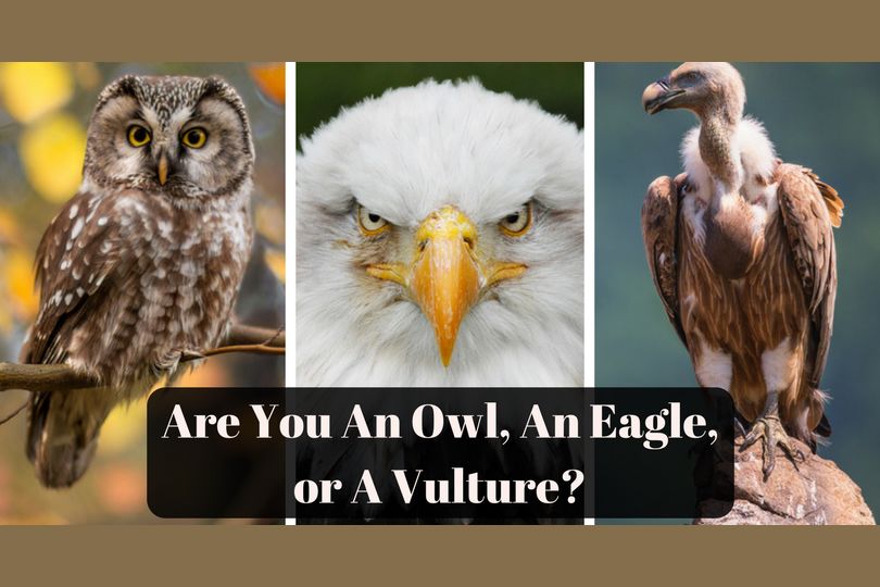 Are You An Owl, An Eagle, or A Vulture?