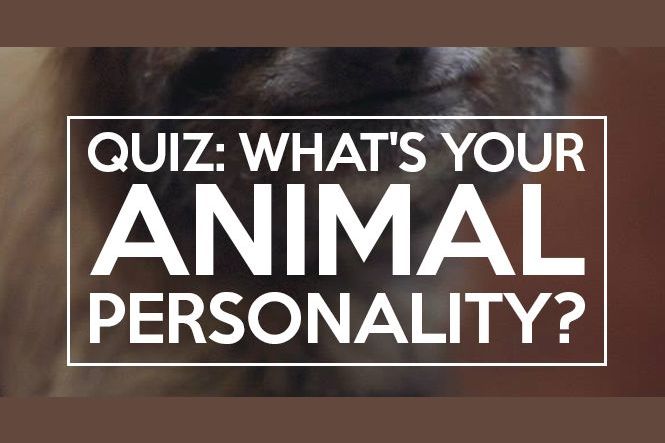 what-s-your-animal-personality