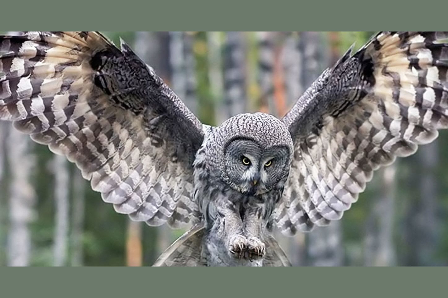 What Kind Of Owl Are You?