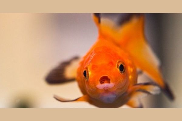 What Ohio Fish Are You?