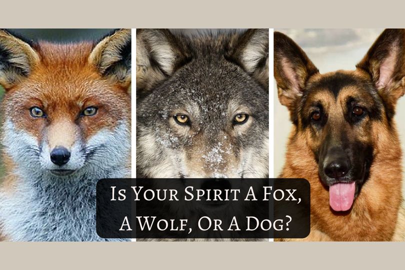 Is Your Spirit a Fox, a Wolf, or a Dog?