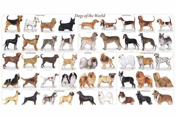 Can you guess the dog breed?