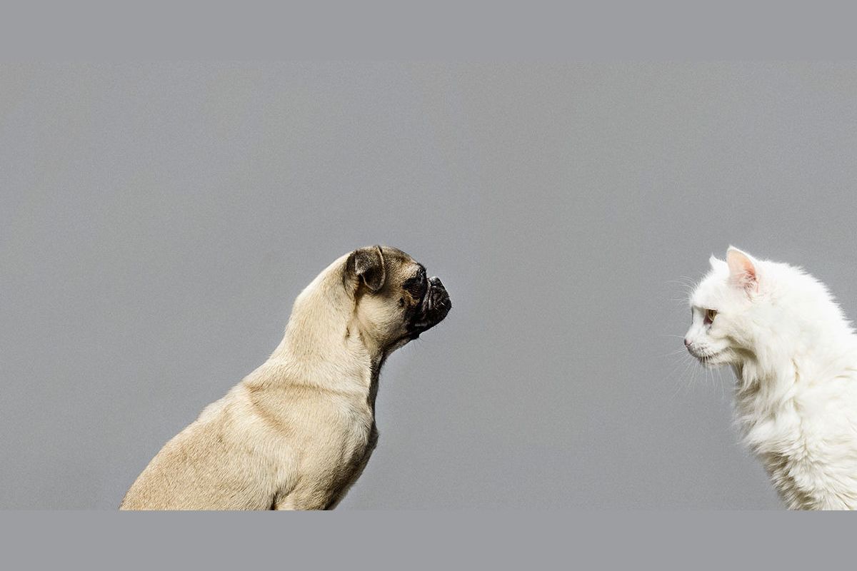 Photo Quiz Is This a Dog or Is This a Cat?