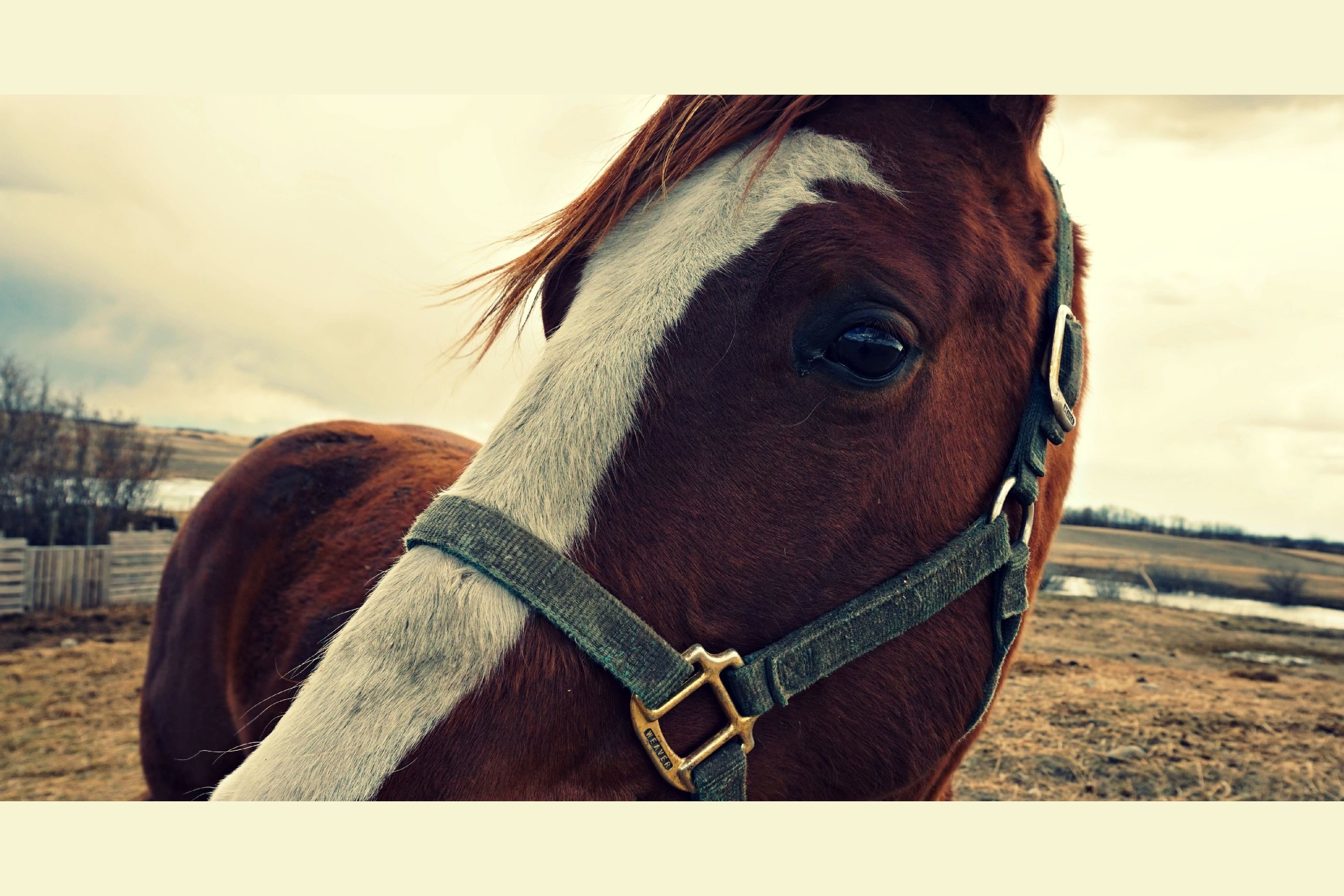 Do You Know Your Horse Breeds?