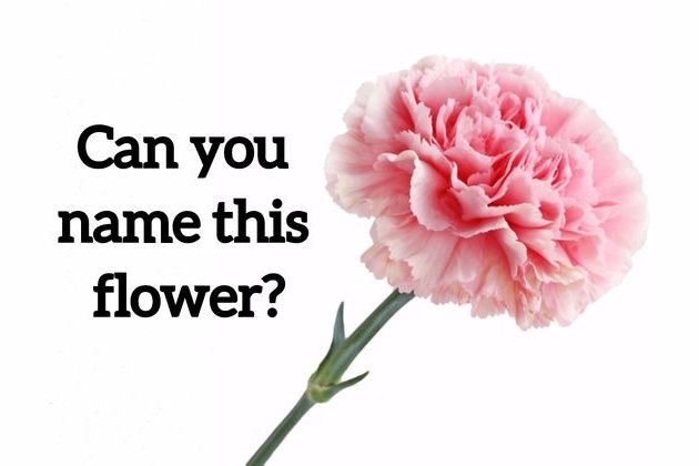 We Bet You Can T Name These 20 Most Common Flowers Just By Looking We Bet You Can T Name These 20 Most Common Flowers Just By Looking At Them