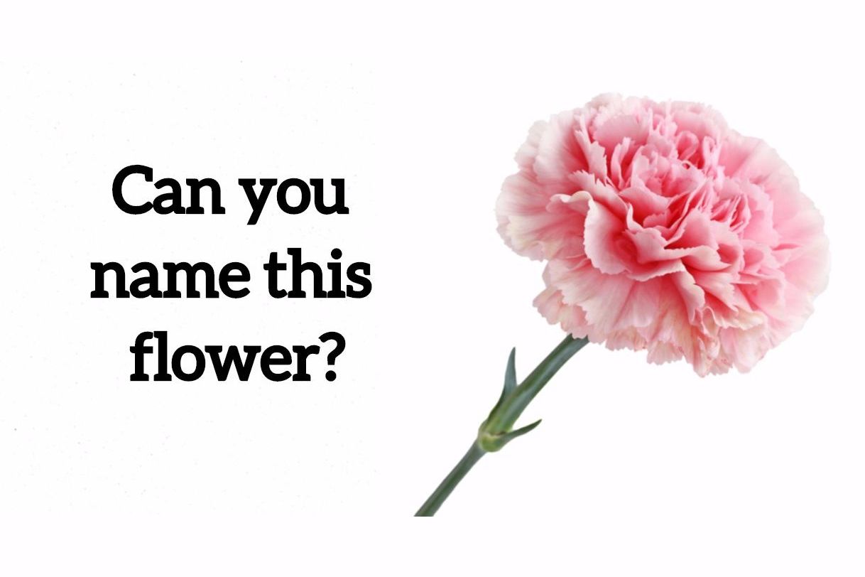 We Bet You Can't Name These 20 Most Common Flowers Just By Looking At Them