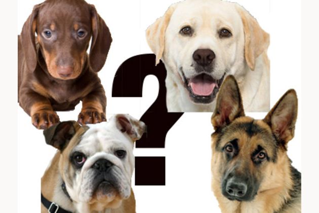 What dog am i playbuzz on sale