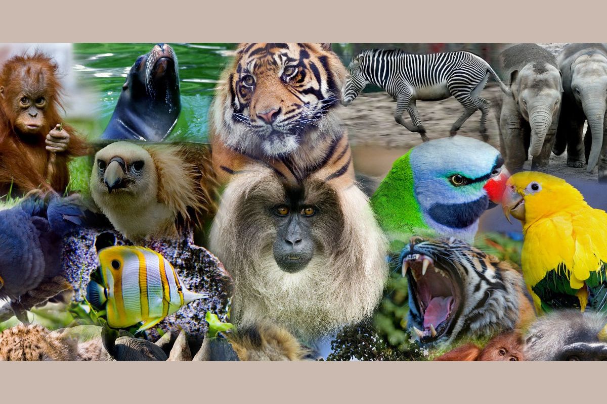 personality test- what animal are you?