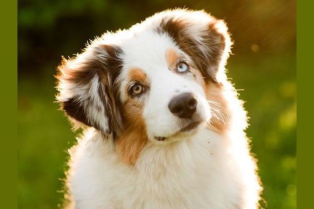 What dog am i playbuzz sale