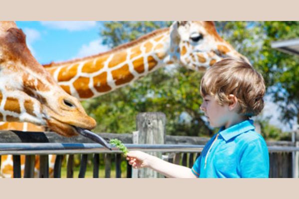 Which Zoo Animal Are You?
