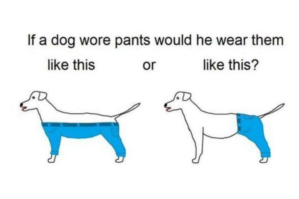 How Would Dogs Wear Pants?