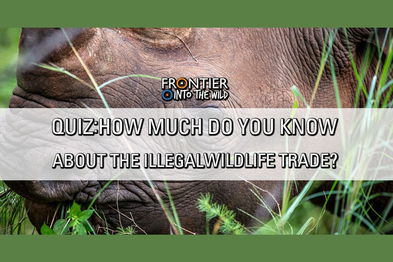 quiz-how-much-do-you-know-about-the-illegal-wildlife-trade