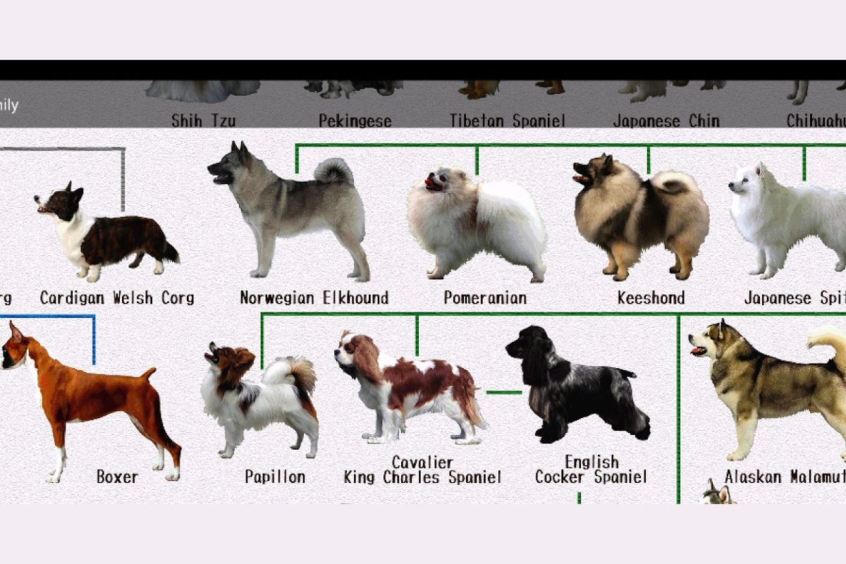 What dog bread will you be in your after life.