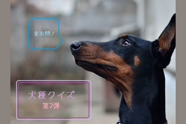 30問 犬種当てクイズ Vol 2 30問 犬種当てクイズ Vol 2