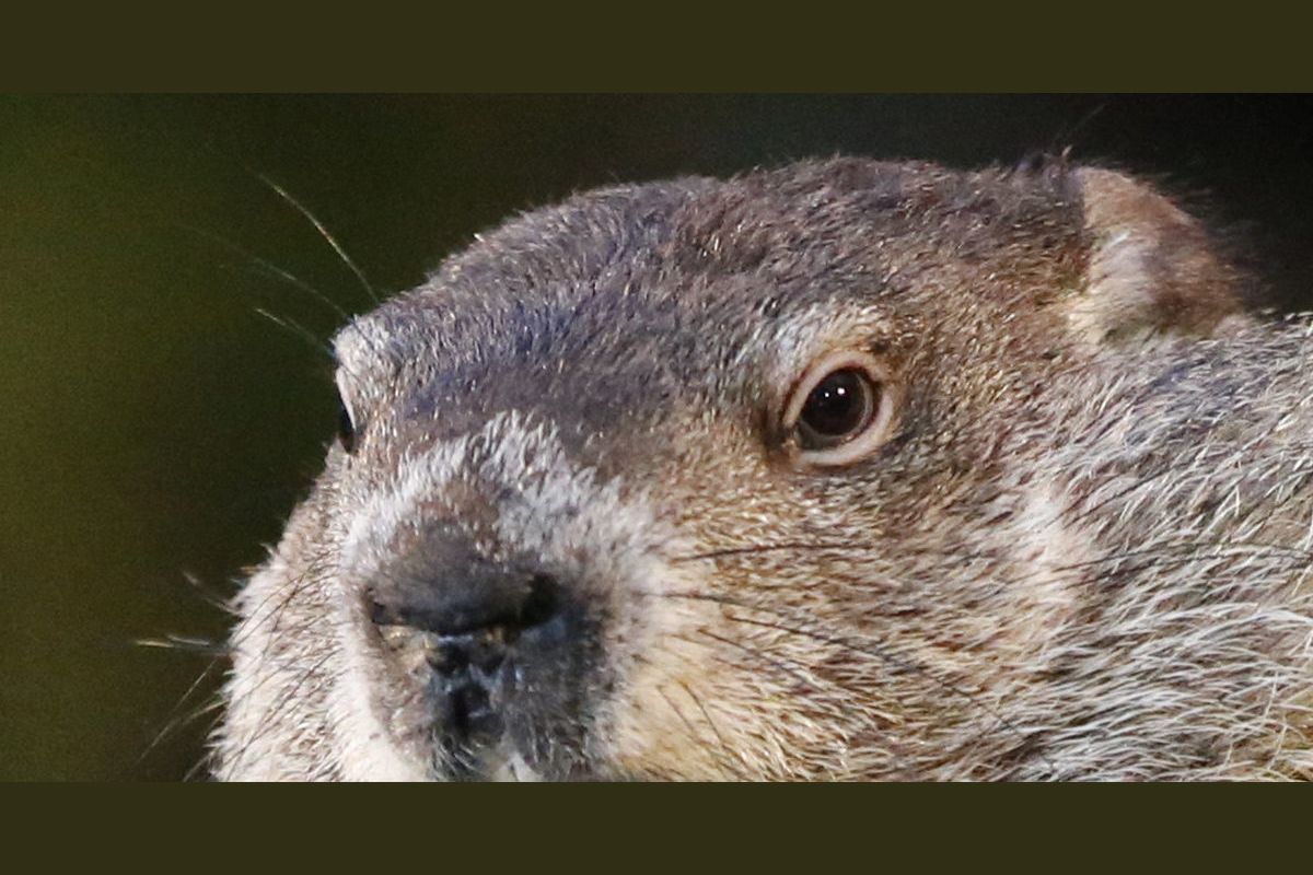 how-much-do-you-know-about-groundhog-s-day