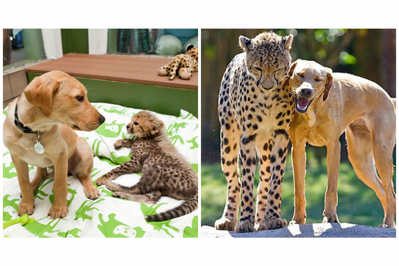 These 17 Sets Of Animal Siblings Show The Beautiful Meaning Of Lifelong Friendships!