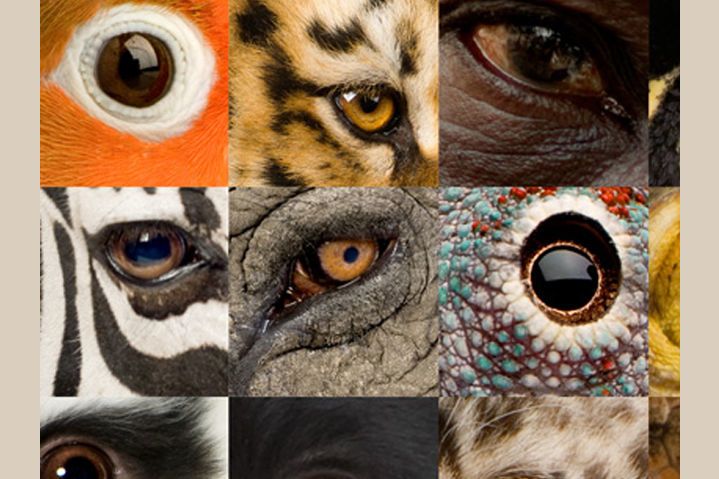 De Grote Freek Vonk Superzintuigen Quiz