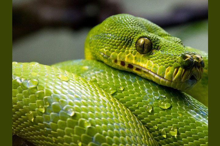 De Grote Freek Vonk Superzintuigen Quiz