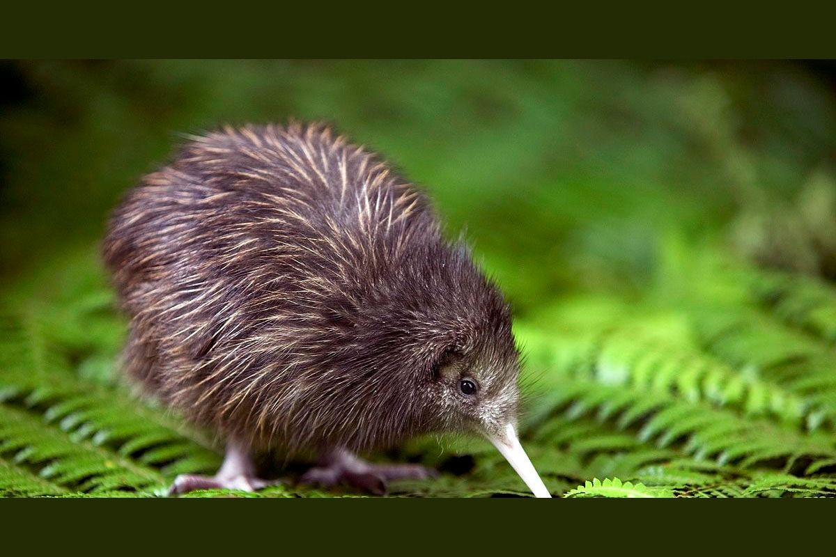 How Kiwi are you?