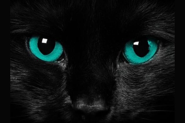 What Is Your Warrior Cat Name