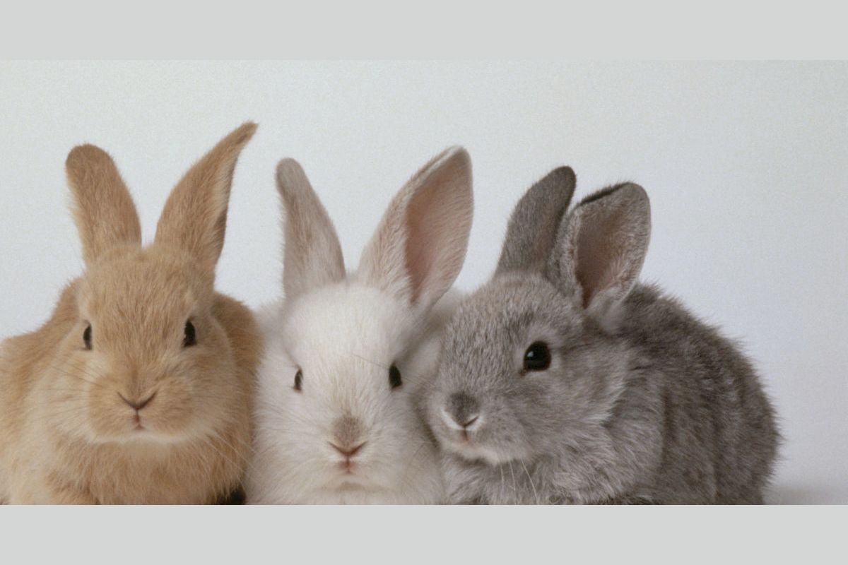 What Rabbit Are You?